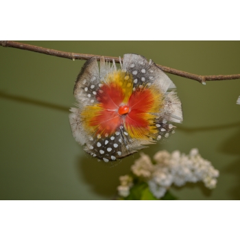 KOLCZYKI  Z PIÓR W KSZTAŁCIE KWIATÓW